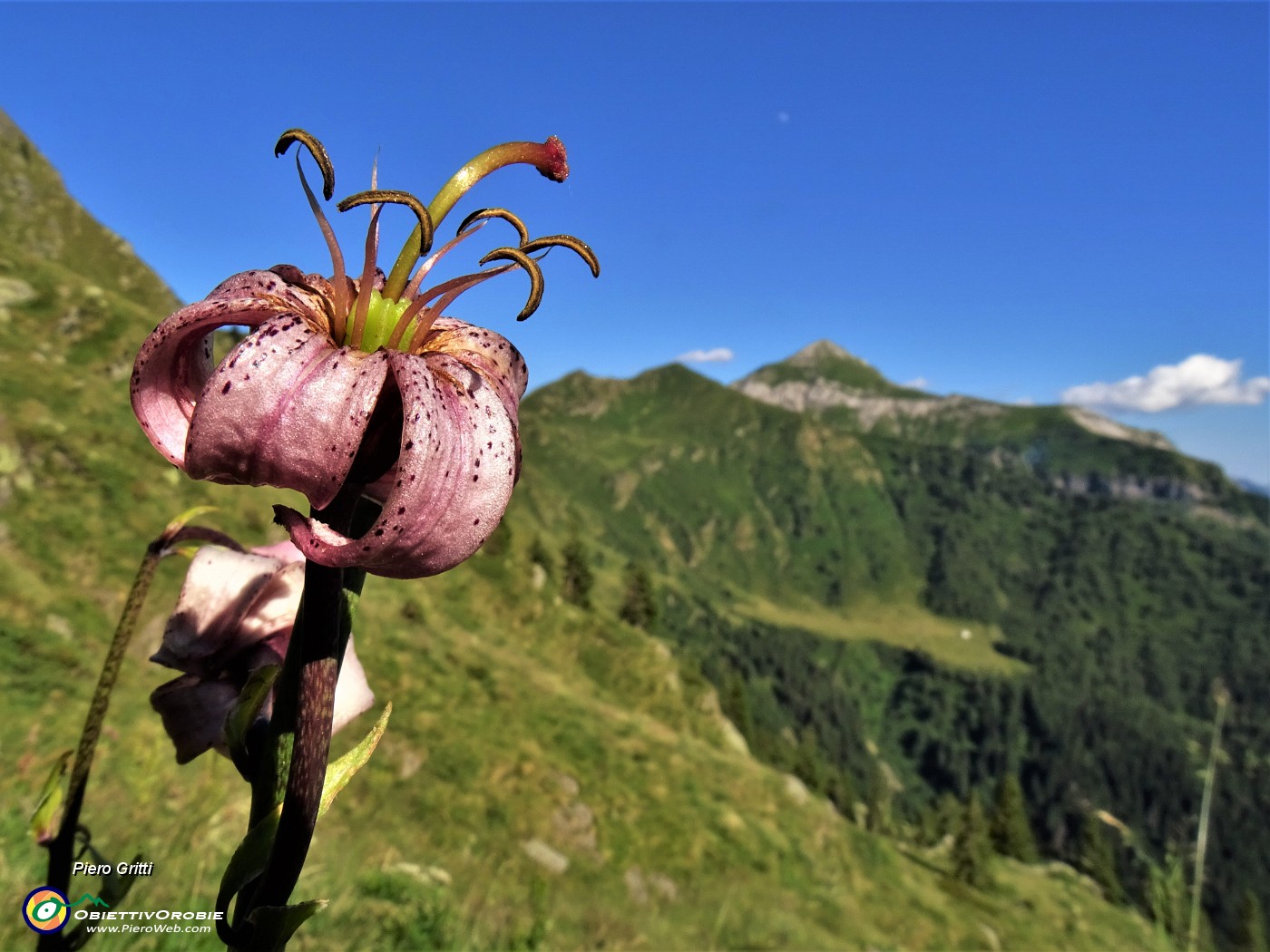 79 Lilium martagon (Giglio martagone) con onnipresente Monte Cavallo.JPG